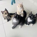 Adorable and playful kittens for sale father is a British short hair, mother is Maine coon/Persian -2