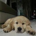 Golden Retriever puppy for sale -3