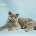 British Shorthair QUASAR CREATOR-2