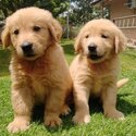 Golden Retriever Puppy For Sale (019 - 480 6689 Grace)