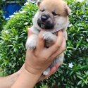 Shiba Inu Puppy For Sale (Imported &amp; Champion lineage)(019 - 480 6689 Grace)-0