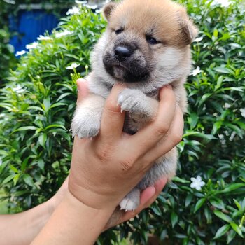 Shiba Inu Puppy For Sale (Imported & Champion lineage)(019 - 480 6689 Grace)