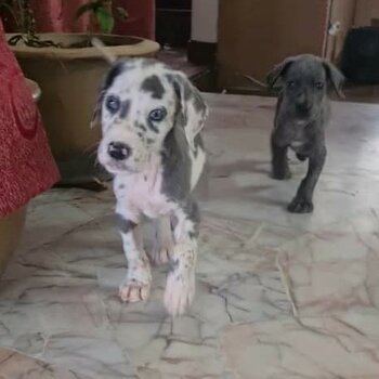 Great Dane Male Pup (Blue Harlequin Color)