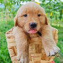 Golden Retriever Puppy For Sale (019 - 480 6689 Grace)