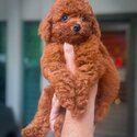 Toy Poodle Puppy For Sale (019 - 480 6689 Grace)-0