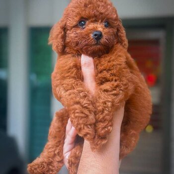 Toy Poodle Puppy For Sale (019 - 480 6689 Grace)