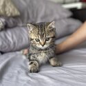 ADORABLE BSH KITTENS FOR REHOMING-2