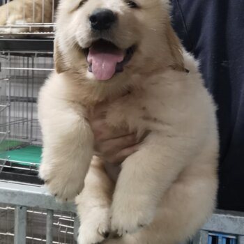 Golden Retriever Puppy For Sale (Imported lineage)(019 - 480 6689 Grace)