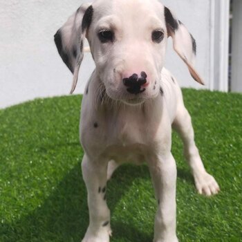 Dalmation Puppy For Sale (019 - 480 6689 Grace)
