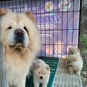 Reg, Chow chow Puppies| WhatsApp +601117225019 -4