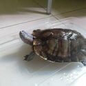 GREEN BIG TURTLE/KURA-KURA BESAR-5