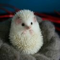 BABY HEDGEHOGS FOR SALES-1