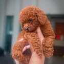 Toy Poodle Puppy For Sale (019 - 480 6689 Grace)-1