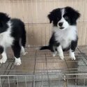 Border Collie Puppy For Sale (019 - 480 6689 Grace)-0