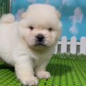 Chow Chow Puppy For Sale Malaysia (019 - 480 6689 Grace) -2