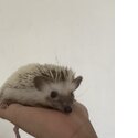 Cute Hedgie-1