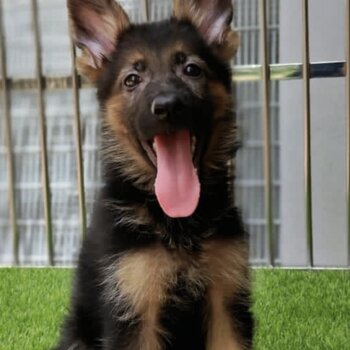German Shepherd Puppy For Sale (019 - 480 6689 Grace) 