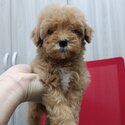 POODLE TOY FOR SALE NEWBORN -1