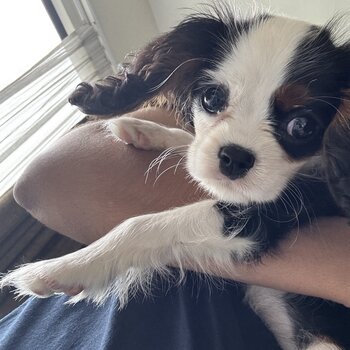 Cavalier Female Pedigree 