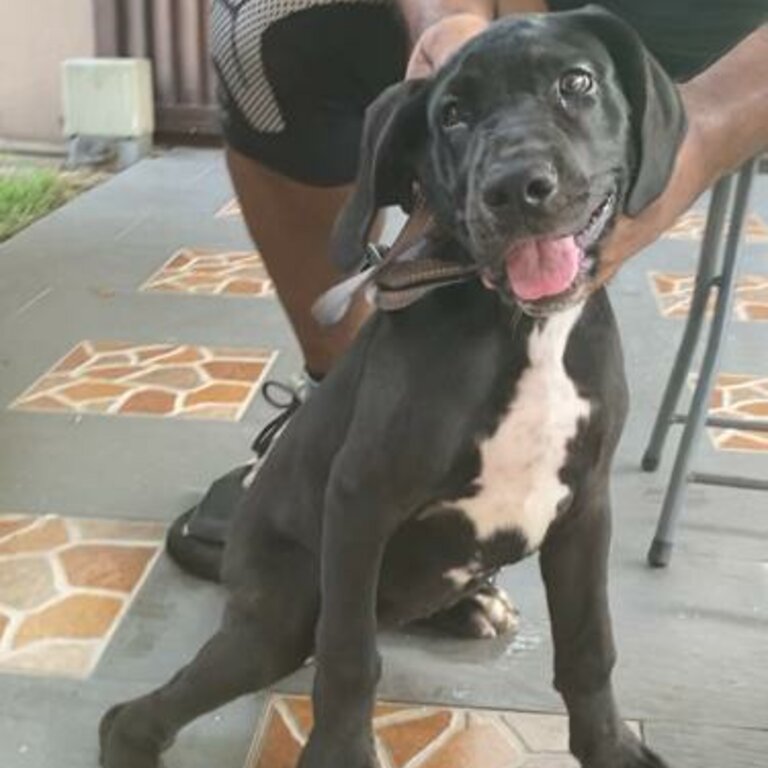 Great Dane Puppy - Female