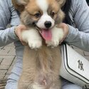 Long Coat Welsh Corgi Puppy For Sale Malaysia (Imported from Vietnam) (019 - 480 6689 Grace)-3