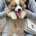 Long Coat Welsh Corgi Puppy For Sale Malaysia (Imported from Vietnam) (019 - 480 6689 Grace)-3