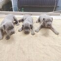 Cane Corso Puppy For Sale (Italian Mastiff Puppy)(019 - 480 6689 Grace)-0