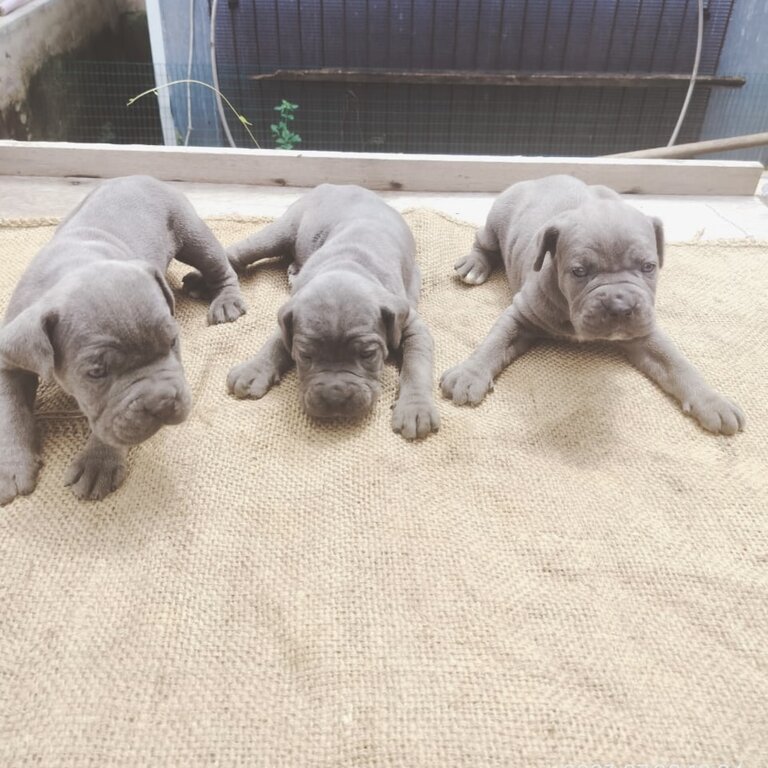 Cane Corso Puppy For Sale (Italian Mastiff Puppy)(019 - 480 6689 Grace)