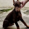 Doberman Puppy For Sale Malaysia (Imported lineage)(019 - 480 6689 Grace)-1