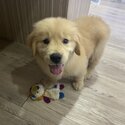 Golden Retriever puppy for sale -4