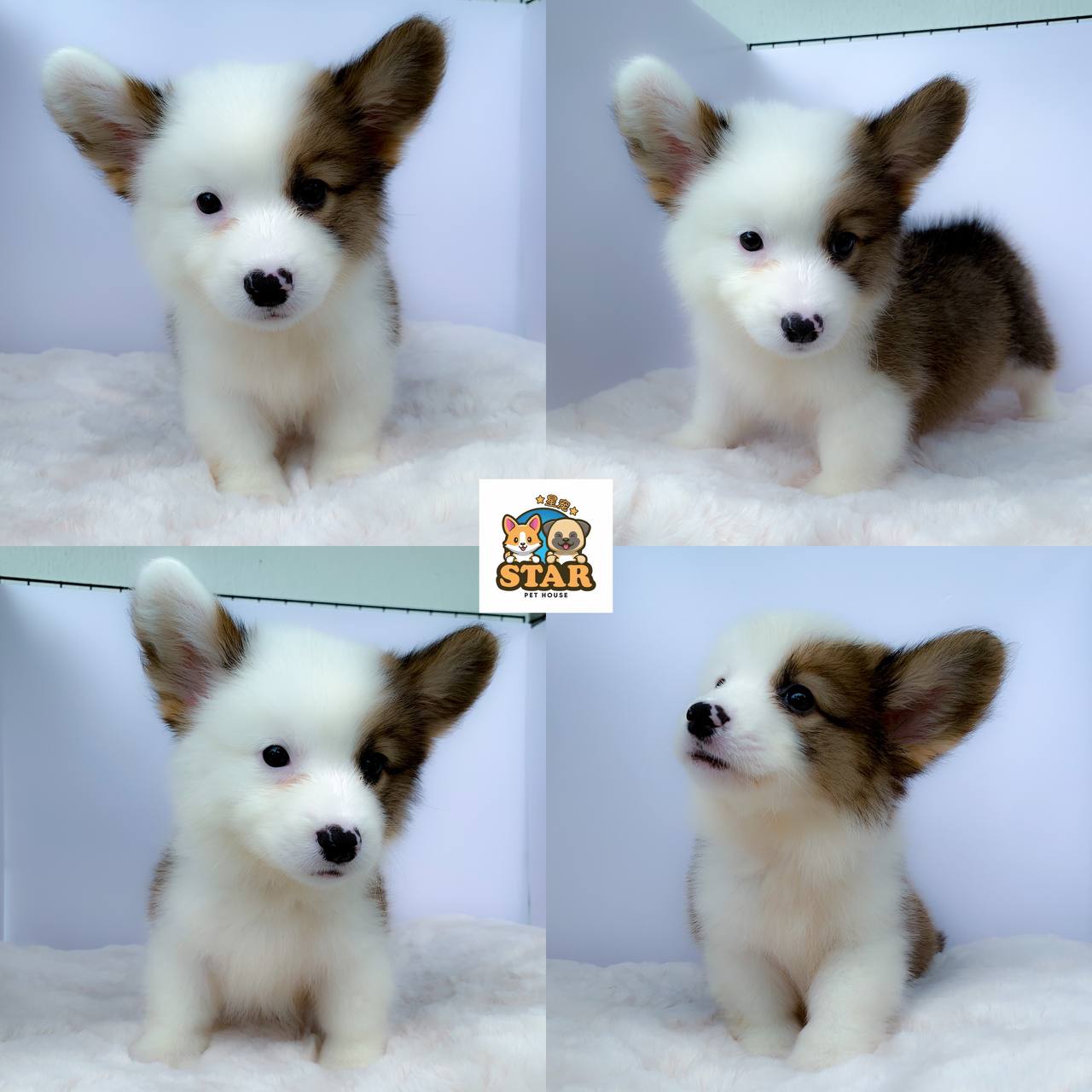 Cute Corgi For Sale