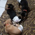 Giving away 5 puppies -1