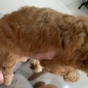 Pure Cute Home Breed Toy Poodle-5