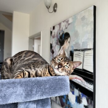 Bengal