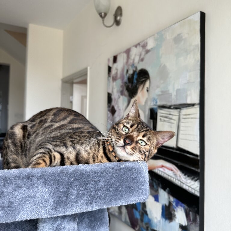 Bengal