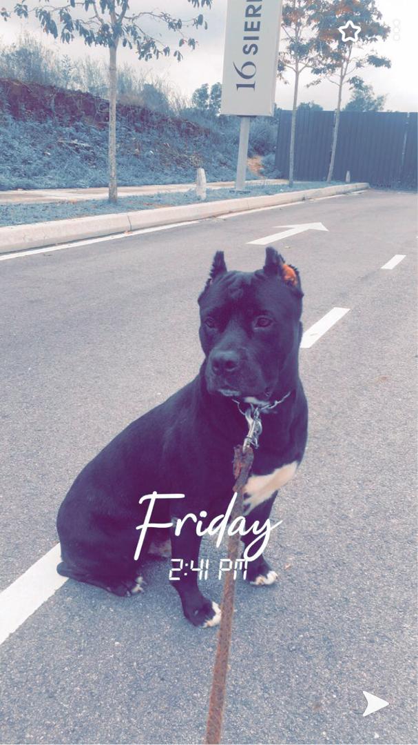 male pitbull 4 years old