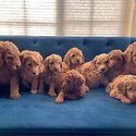 CAVOODLE PUPPIES REAFY FOR NEW HOMES-1