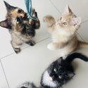 Adorable and playful kittens for sale father is a British short hair, mother is Maine coon/Persian -0