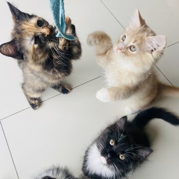 Adorable and playful kittens for sale father is a British short hair, mother is Maine coon/Persian 