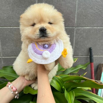 Chow Chow Puppy For Sale (019 - 480 6689 Grace)