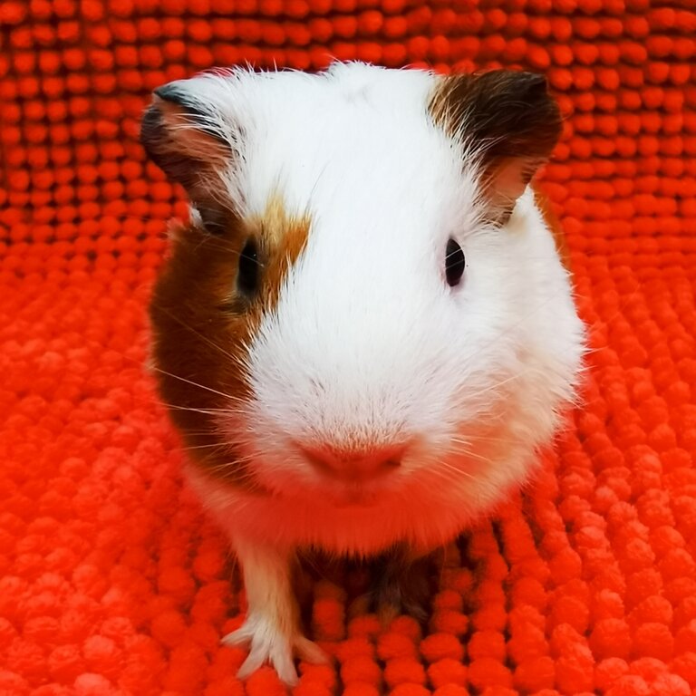 Guinea Pig | Tikus Belanda Brown+white