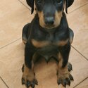 Doberman Puppy For Sale (Imported lineage)(019 - 480 6689 Grace)-0