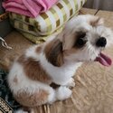 Shih tzu puppy for sale-4