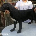 Cane Corso Puppy For Sale (Italian Mastiff Puppy)(019 - 480 6689 Grace)-2