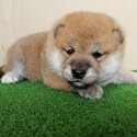 Shiba Inu Puppy For Sale Malaysia (Imported lineage)(019 - 480 6689 Grace)-3