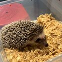 CUTIE HEDGEHOG -1