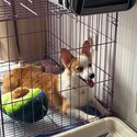 Corgi for Sale-2