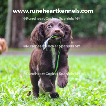 Working English Cocker Spaniels (Gold/Chocolate/Black)