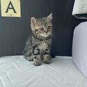 ADORABLE BSH KITTENS FOR REHOMING-1