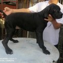 Cane Corso Puppy For Sale (Italian Mastiff Puppy)(019 - 480 6689 Grace)-4